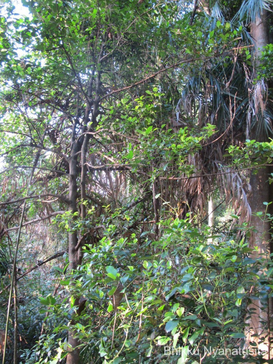 Garcinia cambogioides (Murray) Headland